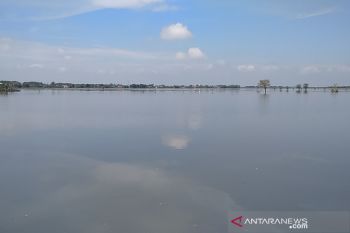 Puluhan hektare sawah di Kudus masih terendam banjir