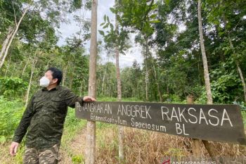 Berjuang melestarikan dan melawan kepunahan anggrek Meratus