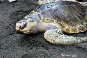 Gubernur NTB melepas penyu di pesisir pantai Selat Lombok