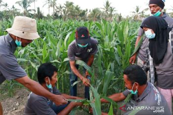 JPF-ACT  bantu pemulihan sektor pertanian pascabencana di Sigi