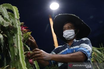 PLN hadirkan "Electrifying Agriculture" ramah lingkungan bagi petani