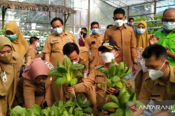 Bangka kembangkan kebun organik