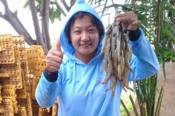 Teknologi eFishery dorong peningkatan produksi budi daya udang dan ikan
