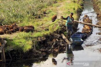 Harga TBS Kelapa Sawit Naik