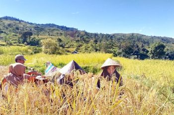 Petani Kabupaten Solok berharap kegiatan penyuluhan kembali diadakan