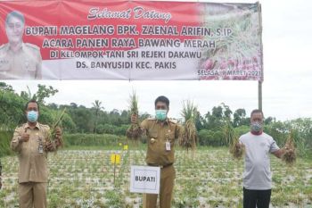 Petani lereng Gunung Merbabu panen raya bawang merah