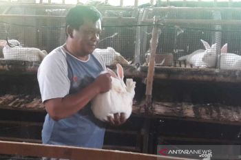 Saat pandemi, permintaan bibit kelinci di Magelang  meningkat