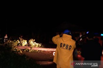 Pohon tumbang di Sungai Geringging Padang Pariaman timpa kabel listrik