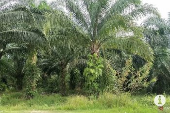3.000  ha kebun sawit Lampung diremajakan pada 2021
