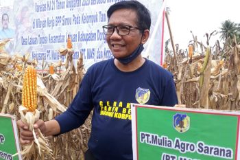 PT MAS dukung pencanangan Donggala menjadi pusat benih jagung