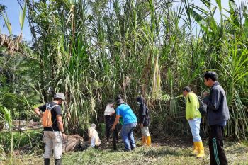 BKSDA tak temukan tanda baru harimau mangsa kerbau