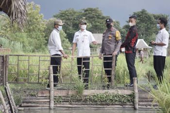 Pemkab Gunung Kidul mengembangkan agrowisata mina padi