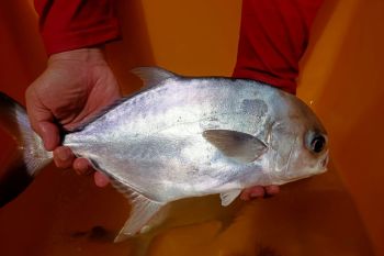 KKP mengembangkan benih bawal bintang hibrida bertajuk ikan "Bawal Sakti"