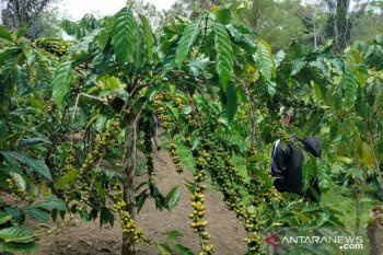 Rejang Lebong Bengkulu miliki 4 klon kopi unggulan