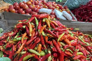 Stok terbatas, harga cabai caplak capai Rp130 rb/kg