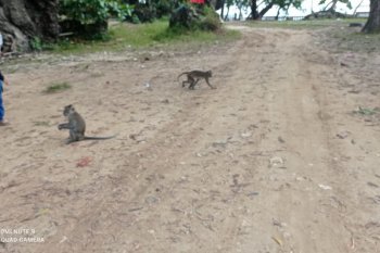 Kawanan monyet makin banyak berkeliaran di daerah wisata Pulau Manuk
