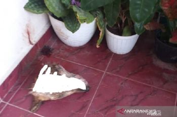 Polisi ringkus tiga pelaku teror kepala anjing di rumah jaksa