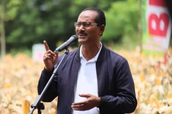 Sumba Tengah darurat hama belalang