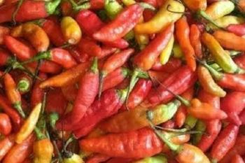 Harga cabai rawit di Jayapura capai Rp 130.000/kg
