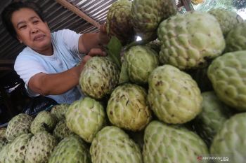 Pasokan Buah Srikaya Melimpah