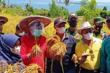 Pemkab Buol  dorong petani padi hasilkan beras kemasan