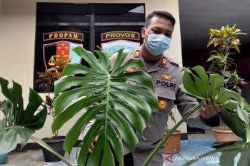 Polisi tangkap pencuri tanaman hias seharga Rp6 juta