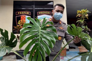 Pencuri tanaman hias "Monstera King Deliciosa" seharga Rp6 juta diringkus polisi