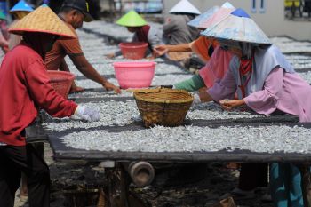 Stok ikan teri asin di Pulau Pasaran mulai melimpah