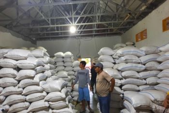 3.000 ton beras petani di Poso  tidak terserap pasar
