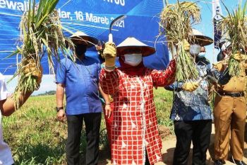 Wagub Sulbar : Pemupukan tepat guna tingkatkan produksi padi Gapoktan Sipatua Polewali  Mandar