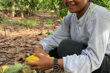 Petani milenial untuk regenerasi 12 klon kakao di Ransiki