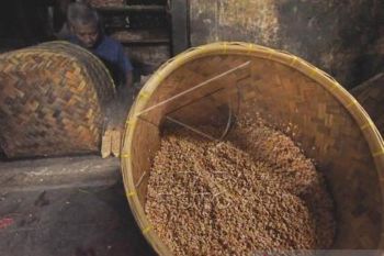 Harga Kedelai Naik