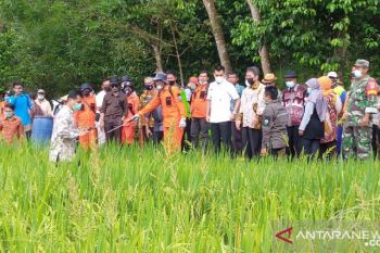 Gunung Kidul lakukan pengendalian organisme penggangu tanaman