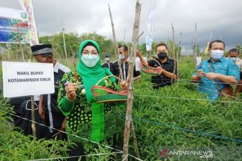 Petani Kotim gembira panen perdana cabai saat harga tinggi
