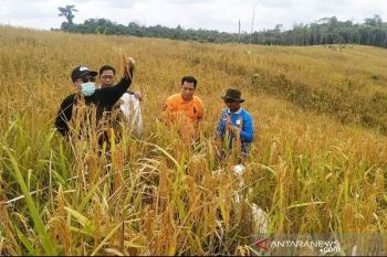 Panen padi ladang  di Barito Utara hasil yang menggembirakan