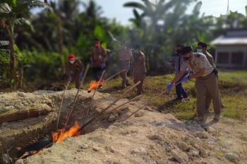 Balai Karantina Lampung musnahkan 350 kilogram daging celeng