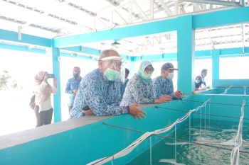 Pemkab Buol  kirim petambak ke Takalar belajar budidaya benih udang vaname