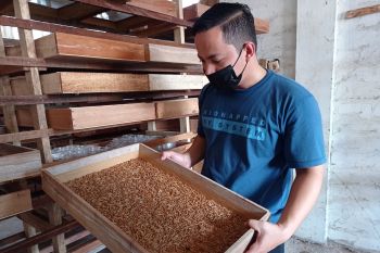 Karang taruna di Padang raup jutaan rupiah dari budidaya ulat Hongkong
