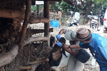 Cegah antraks,  Gunung Kidul vaksin 4.951 ekor hewan ternak