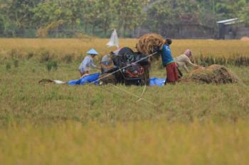 Setiap tahun produksi beras Cirebon surplus
