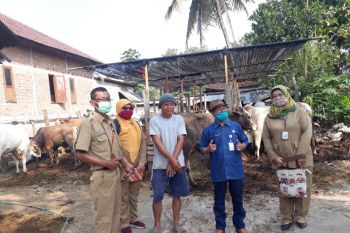 Gunung Kidul mengintensifkan inseminasi buatan tingkatkan populasi sapi