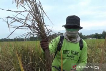 227 hektare lahan padi di Agam diserang hama wereng