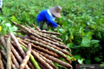 Panen Kacang Hijau Pamekasan