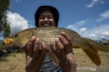 Tradisi Mokarea Suku Lore Poso