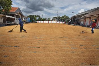 Petani Sumsel unjuk rasa desak Bulog serap  hasil panen