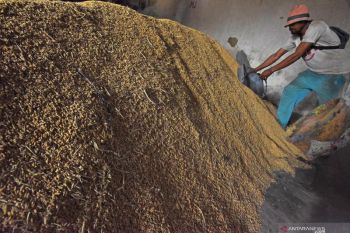 Harga gabah turun dinilai bukan karena isu impor beras