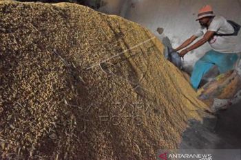 Harga Gabah Turun