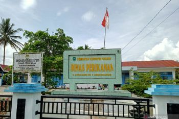 Produksi ikan air tawar Pasaman capai 54.503,97 ton pada 2020