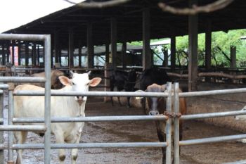 Pemprov Lampung jamin ketersediaan daging jelang Ramadhan