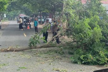 Polsek Gangga berikan pengamanan penebangan pohon oleh Dinas PU dan PLN